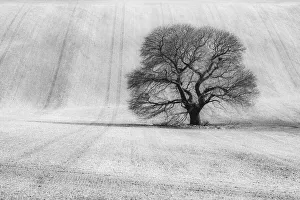 Salisbury Plain Prints: Sweet Chestnut (Castanea sativa), Keysley Down, Wiltshire, England, UK