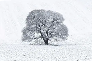 Wiltshire Prints: Sweet Chestnut (Castanea sativa) in snow-covered field, Keysely Down, Wiltshire, England