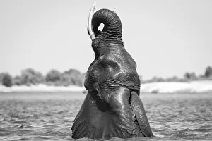 B And Prints: Swimming Elephant, Chobe River, Chobe National Park, Botswana