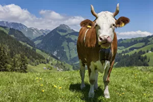 Images Dated 20th October 2021: Switzerland, Berner Oberland, Alp Ablandschen, Simmental cow