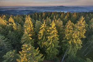 Switzerland, Berner Oberland, Emmental, Chuderhusi forest