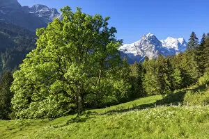 Switzerland, Berner Oberland, Rosenlaui valley