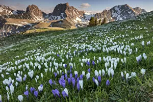 Images Dated 20th October 2021: Switzerland, Berner Oberland, View from Selibuhl, Crocuses