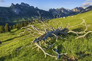 Alpstein Prints: Switzerland, Canton Appenzell, Alpstein, Alp Sigel