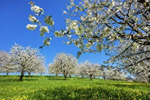 Images Dated 2nd September 2022: Switzerland, Canton of Basel Country, blooming cherry tree