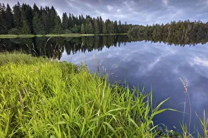 Switzerland, Canton of Jura, Etang de la Gruere, Moor pond, Natural park