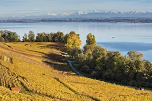 Switzerland, Canton of Neuchatel, Lake Neuchatel, Vineyards near Concise village