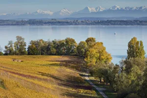 Switzerland, Canton of Neuchatel, Lake Neuchatel, Vineyards near Concise village