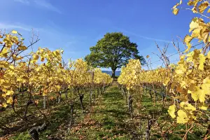Neuchatel Prints: Switzerland, Canton of Neuchatel, Vineyard near Vaumarcus village, Oak