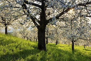 Switzerland, Canton of Solothurn, Cherry trees near St. Pantaleon village, Cherry blossom