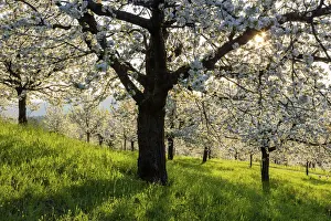 Solothurn Prints: Switzerland, Canton of Solothurn, Cherry trees near St. Pantaleon village, Cherry blossom