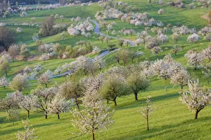 Switzerland, Canton of Solothurn, Cherry trees near St. Pantaleon village, Cherry blossom