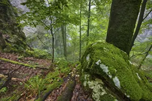 Solothurn Prints: Switzerland, Canton of Solothurn, Wolfsschlucht gorge