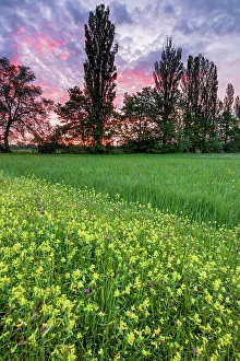 Canton St Prints: Switzerland, Canton St. Gallen, Gemeinde Thal, Nature reserve