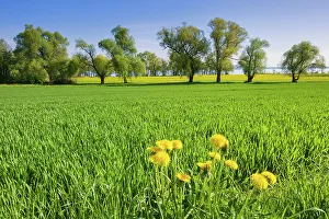 Switzerland, Canton of Thurgau, Lake Constance, spring, cornfield