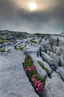 Images Dated 26th July 2022: Switzerland, Canton of Uri, Klausen pass, alpine roses