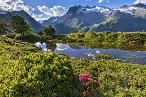 Images Dated 29th October 2021: Switzerland, Canton of Valais, Aletsch forest