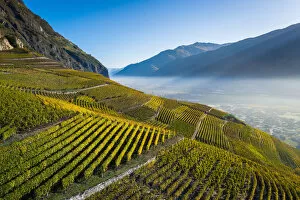 Images Dated 6th April 2021: Switzerland, Canton of Valais, Fully, Vineyards landscapes