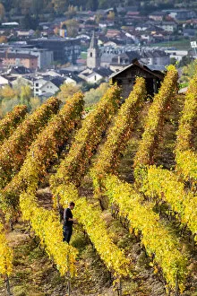 Images Dated 6th April 2021: Switzerland, Canton of Valais, Fully, Vineyards of Michel Dorsaz & Fils winery