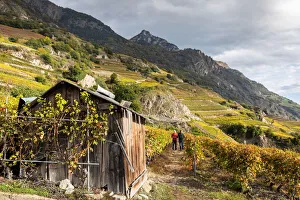 Switzerland, Canton of Valais, Fully, Vineyards of Michel Dorsaz & Fils winery