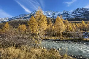 Images Dated 29th October 2021: Switzerland, Canton of Valais, Larches near Fafleralp