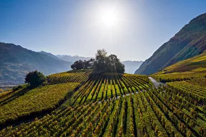Switzerland, Canton of Valais, Saillon, Vineyards landscape around Saillon