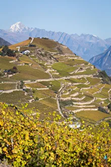 Switzerland, Canton of Valais, Sion, Vineyards landscapes