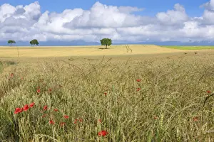 Canton Of Vaud Prints: Switzerland, Canton of Vaud, Grain field near Mex village