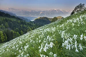Switzerland, Canton of Vaud, plateau near Orgevaux, Daffodils