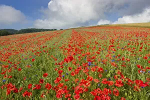 Images Dated 15th November 2021: Switzerland, Canton of Vaud, poppy field near La Sarraz village