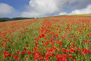 Vaud Prints: Switzerland, Canton of Vaud, poppy field near La Sarraz village
