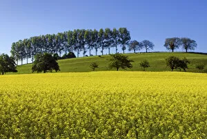 Images Dated 15th November 2021: Switzerland, Canton of Vaud, Rapeseed field near Concise village