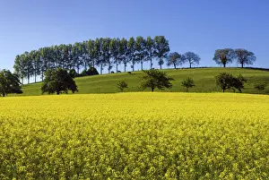 Vaud Prints: Switzerland, Canton of Vaud, Rapeseed field near Concise village
