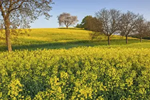 Vaud Prints: Switzerland, Canton of Vaud, Rapeseed field near Mex village