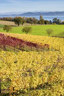 Vaud Prints: Switzerland, Canton of Vaud, vineyard near Concise village, Lake Neuchatel