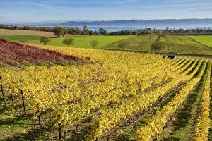 Switzerland, Canton of Vaud, vineyard near Concise village, Lake Neuchatel