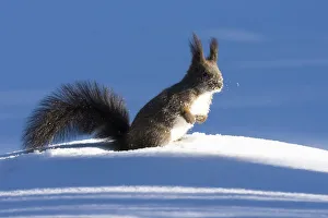 Images Dated 14th August 2019: Switzerland Eurasian red squirrel Sciurus vulgaris