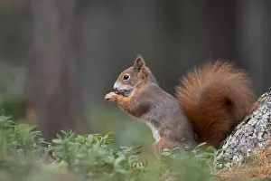 Switzerland Eurasian red squirrel Sciurus vulgaris