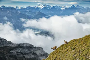 Switzerland, Lucerne, Mount Pilatus, Alpine ibex, Capra ibex with Bernese alps in