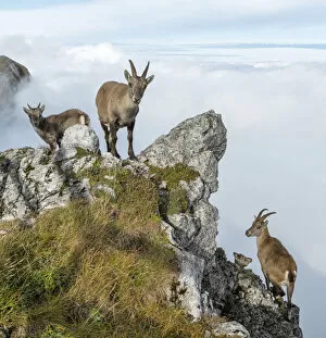 Images Dated 5th November 2019: Switzerland, Lucerne, Mount Pilatus, Ibex
