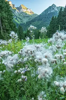 Ecology Prints: Switzerland, St. Gallen, Grabs, Thistles and mountains
