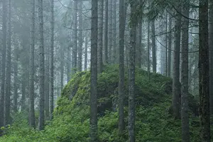 Switzerland, St. Gallen, Grabs, Voralp, Fir Forest
