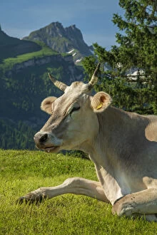 Images Dated 17th August 2021: Switzerland, St. Gallen, Grabs, Voralp, Swiss cow