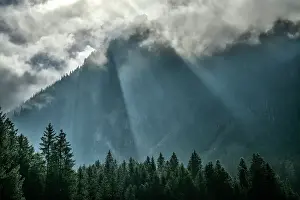 Switzerland, St. Gallen, Voralp, fog and spruce forest