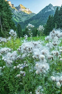 Images Dated 26th September 2022: Switzerland, St.Gallen, Grabs, Thistles and mountains
