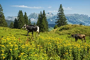 Images Dated 17th August 2021: Switzerland, St.Gallen, Grabs, Voralp, view to Alstein and Mount Saentis with cow
