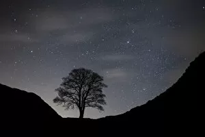 Images Dated 11th December 2020: Sycamore Gap, Hadrians Wall, Northumberland, England