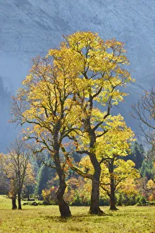 Sycamore maple in autumn colours - Austria, Tyrolia, Schwaz, Risstal, Eng