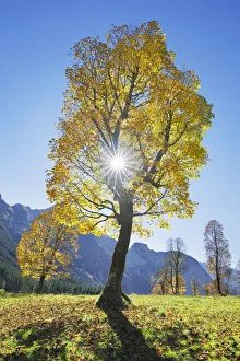 Sycamore maple in autumn colours - Austria, Tyrolia, Schwaz, Risstal, Eng