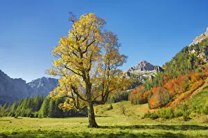 Acer Pseudoplatanus Gallery: Sycamore maple in autumn colours - Austria, Tyrolia, Schwaz, Risstal, Eng